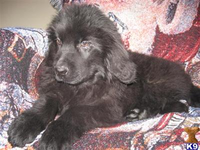 Newfoundland
